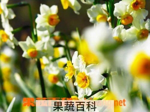 果蔬百科水仙