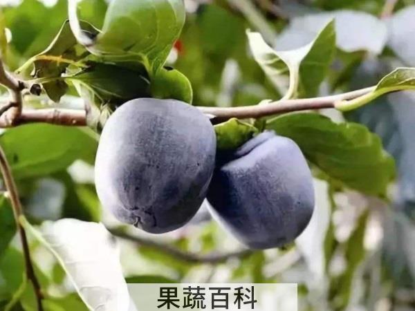 你不知道的懒人水果 夏天什么水果耐放易存储