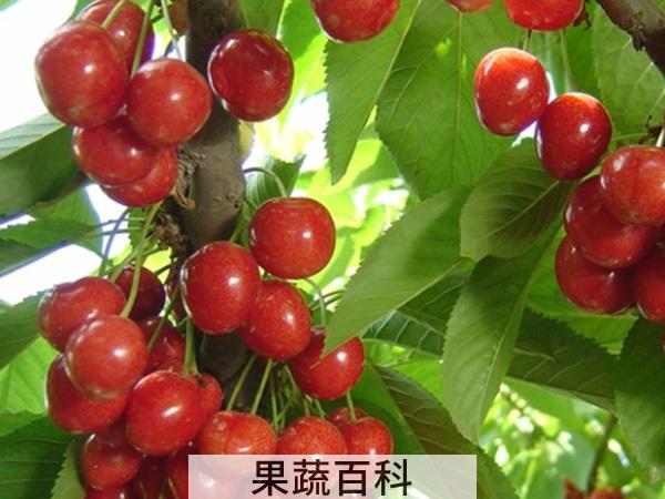 女孩尴尬的几天如何熬 经期适宜吃的水果排行榜