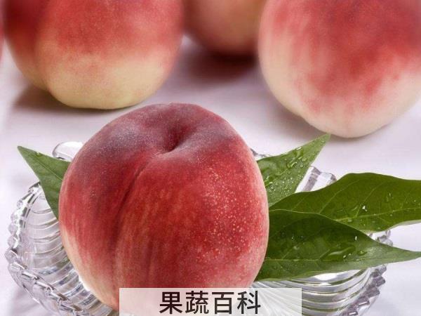桃家族十万个为什么 水蜜桃是毛桃还是油桃