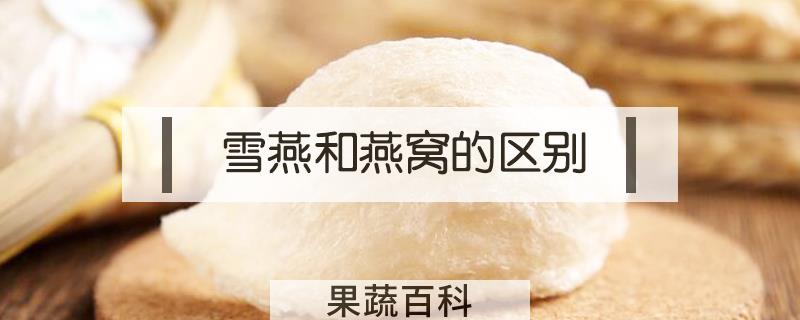 雪燕和燕窝的区别