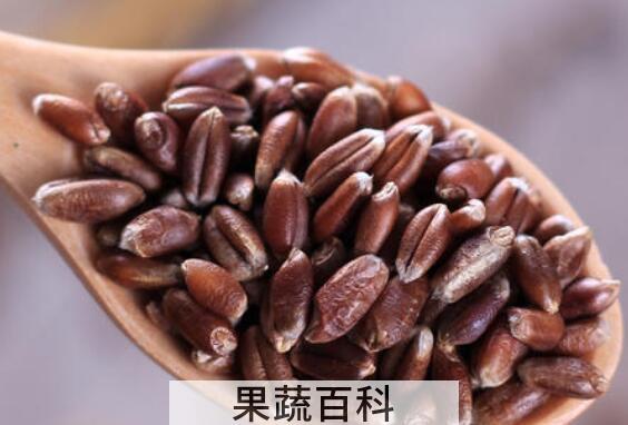 紫麦的功效与作用及禁忌