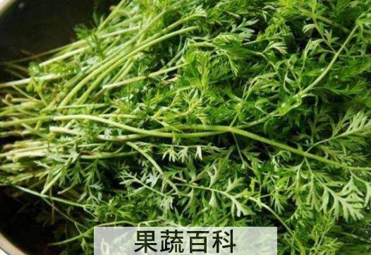 胡萝卜缨子的功效和作用