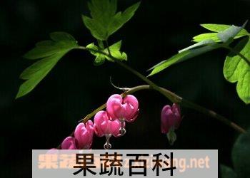 果蔬百科荷包牡丹