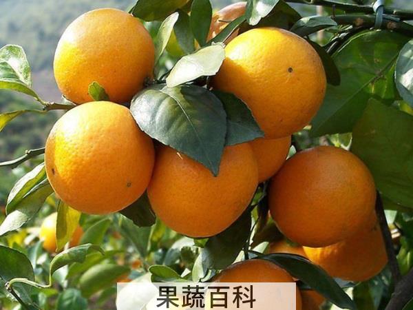 性价比超高 什么水果耐放又减肥