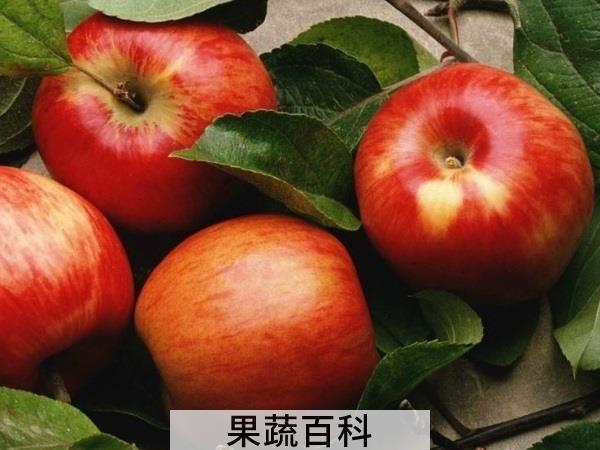 性价比超高 什么水果耐放又减肥