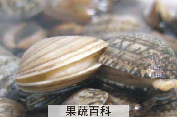 花蛤去沙小技巧 2分钟花蛤快速吐沙子