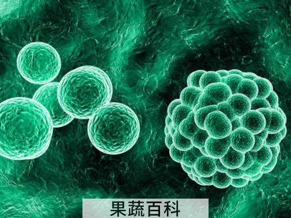 感受化学元素的力量 水果为什么会变色