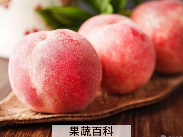 生来就是独一无二的存在 水蜜桃和毛桃区别在哪