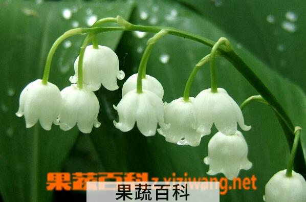 果蔬百科铃兰春兰