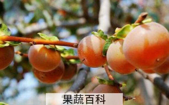 野柿子怎么处理才能吃 吃野柿子的好处
