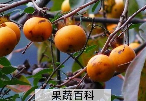 野柿子怎么处理才能吃 吃野柿子的好处