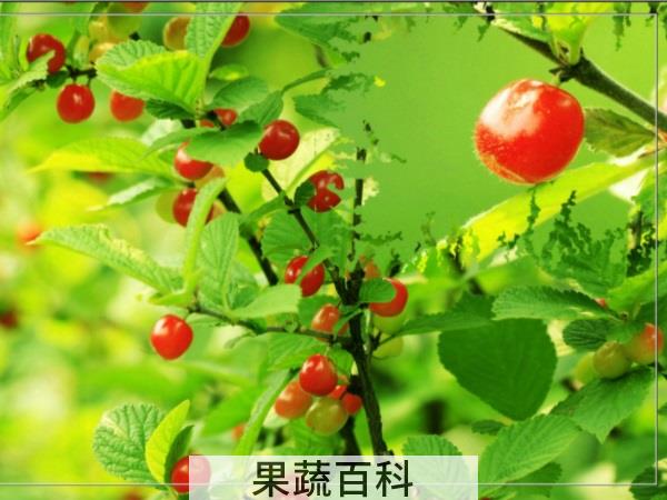 野生同样受上帝宠爱 野樱桃是什么