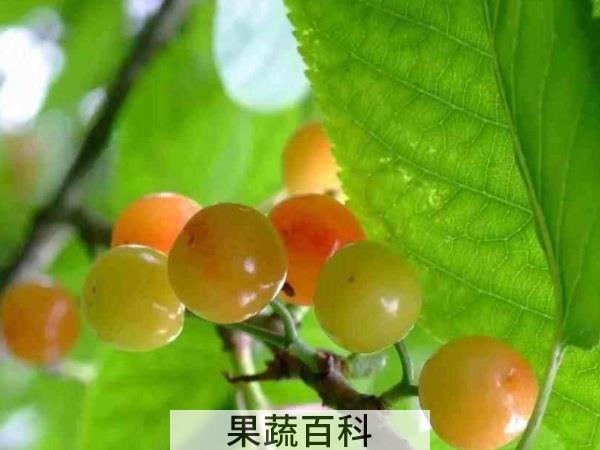 野生同样受上帝宠爱 野樱桃是什么