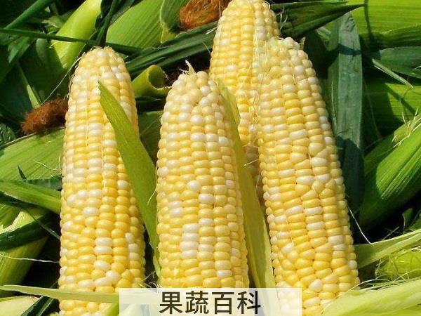 要煮我得看你功力 玉米煮多久能熟