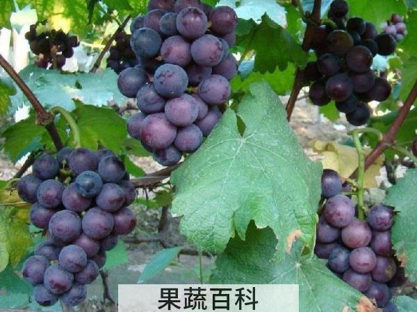 考取理想院校必备 高考吃什么水果好