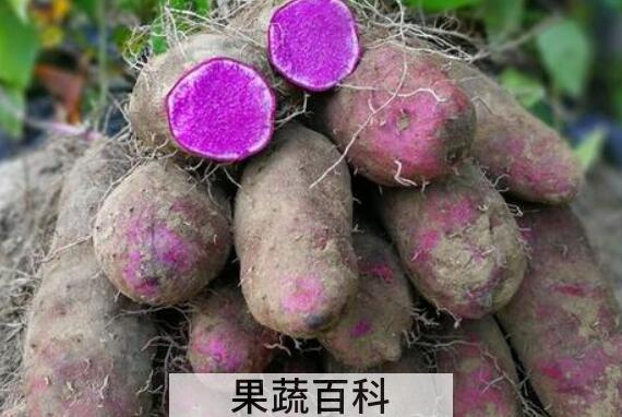 大薯有什么功效与作用 大薯有什么禁忌