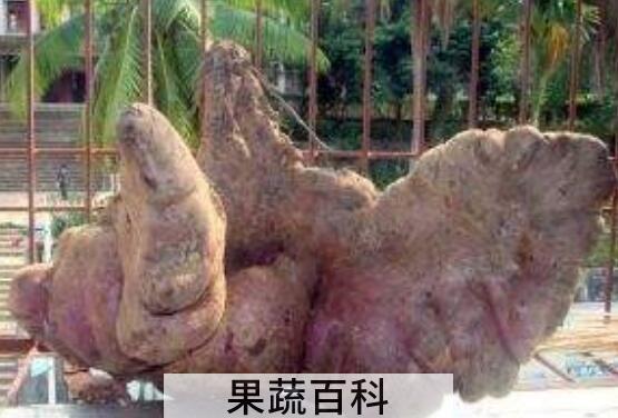 大薯有什么功效与作用 大薯有什么禁忌