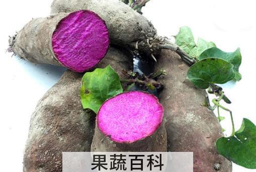 毛薯的功效与作用 毛薯做什么好吃