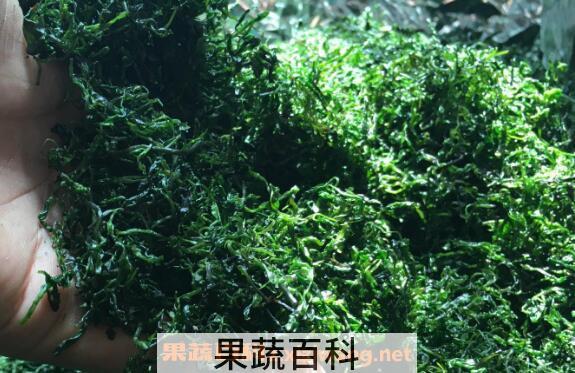 毛冬青茶的功效与作用 毛冬青茶的禁忌