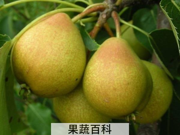 快来吃我吸我盘我吧 最有营养的水果排行