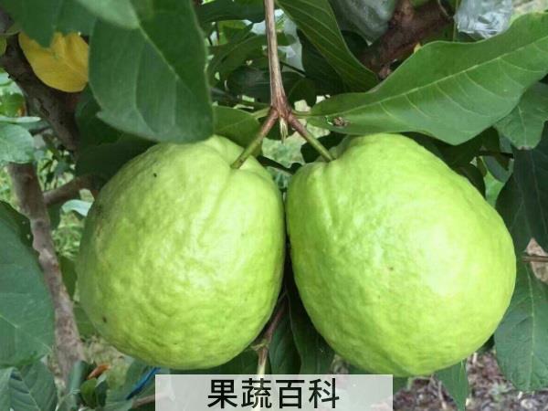 快来吃我吸我盘我吧 最有营养的水果排行