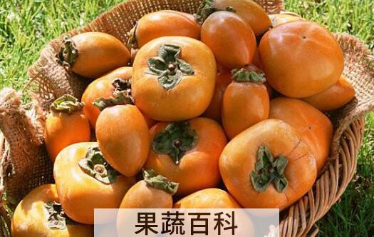 盐腌柿子如何做 盐腌柿子制作方法
