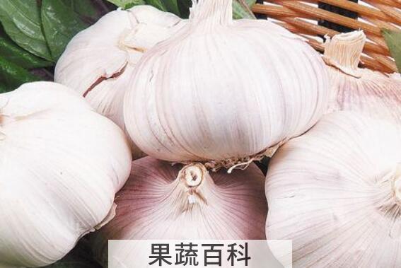 大蒜头的功效与作用 