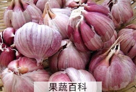 大蒜怎样保存不发芽