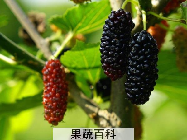 汁酒膏你钟爱哪种 桑葚的吃法推荐