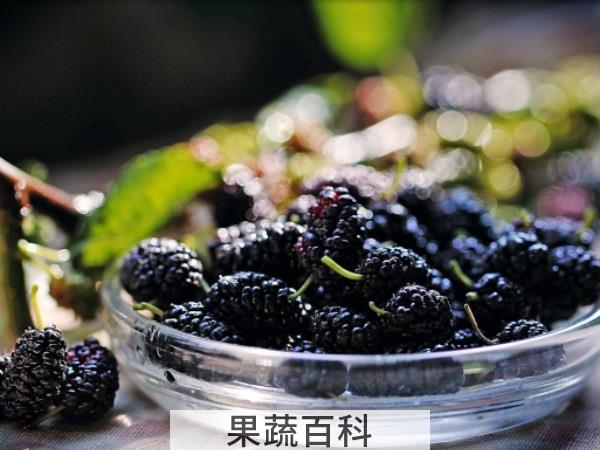 汁酒膏你钟爱哪种 桑葚的吃法推荐