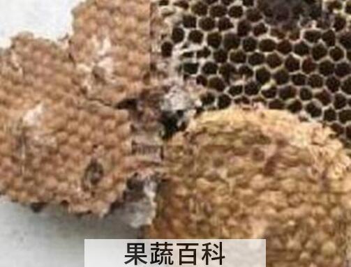 炙蜂房与蜂房的区别 蜂房的功效与作用