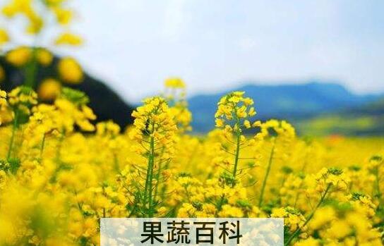 油菜花和青菜花的区别 油菜花的功效