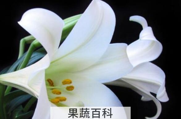 百合花的功效与作用 百合花可以吃吗