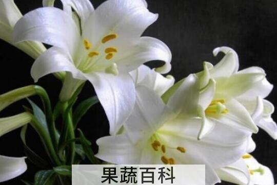 百合花的功效与作用 百合花可以吃吗
