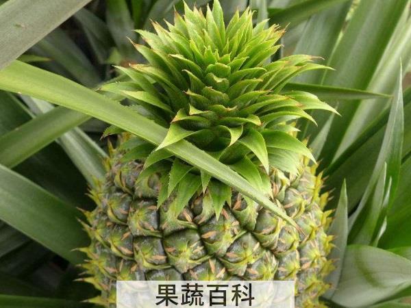 究竟哪里不一样 凤梨和菠萝的区别