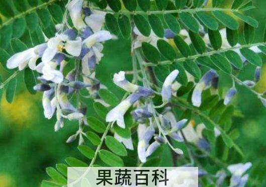 苦刺花的功效与作用