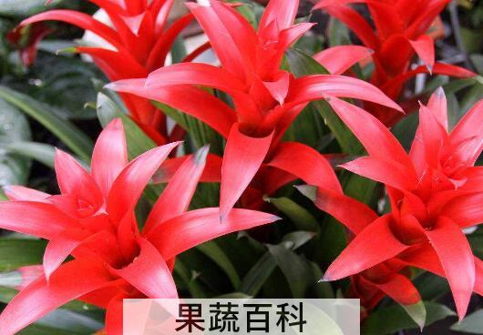 鸿运当头的养殖方法