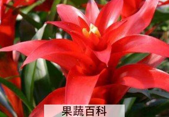 鸿运当头的养殖方法