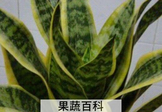 虎皮花的功效与作用