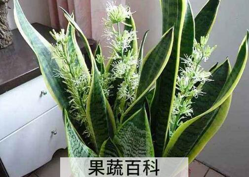 虎皮花的功效与作用