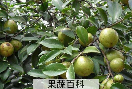 软枝油茶的缺点 软枝油茶的种植方法