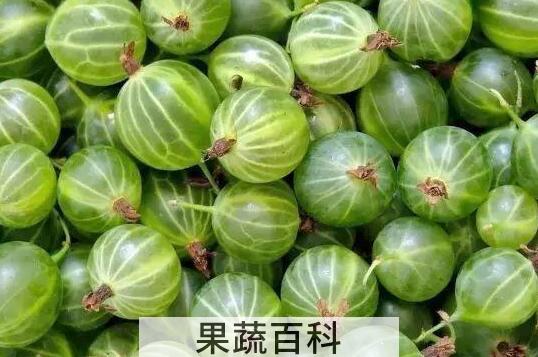 鹅莓怎么吃 鹅莓的食用方法与功效