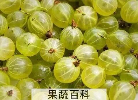 鹅莓怎么吃 鹅莓的食用方法与功效