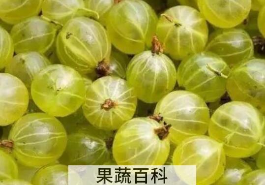 灯笼果和鹅莓的区别