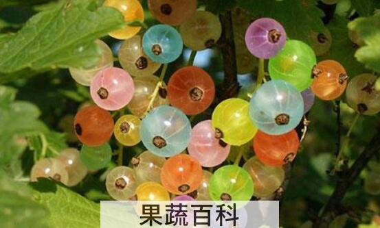 灯笼果和鹅莓的区别