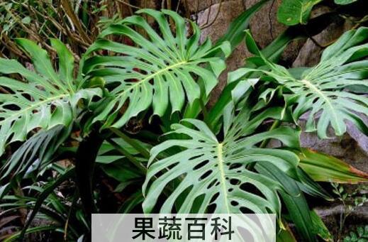 龟背竹的养殖方法