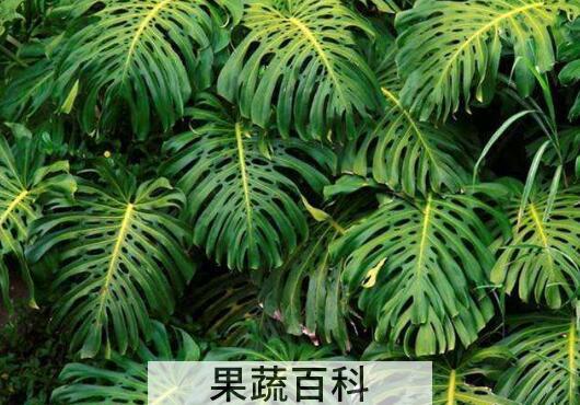 龟背竹的养殖方法