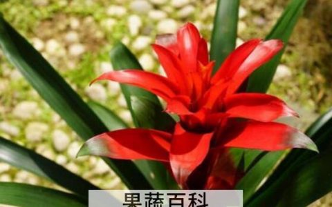 鸿运当头浇水的正确方法 示范如何给鸿运当头浇水