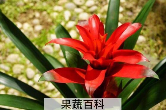 鸿运当头浇水的正确方法